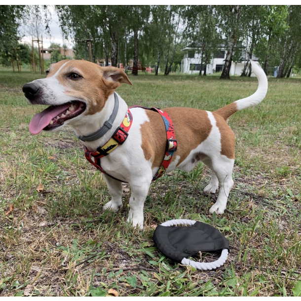 Frisbee dla psa RINGO