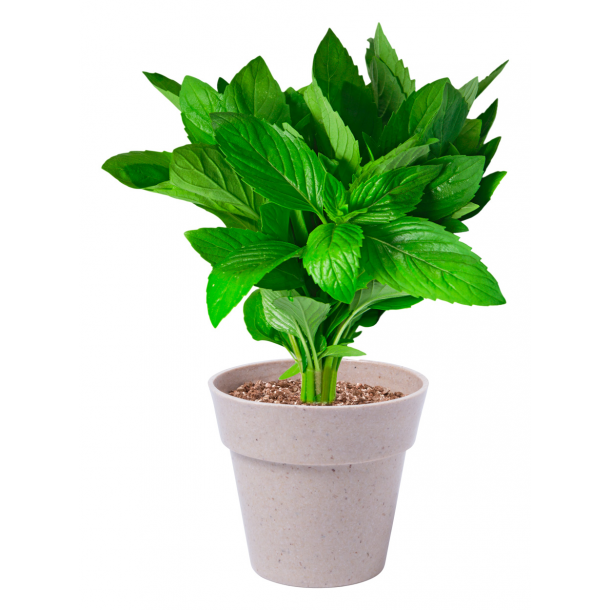 Nertel - zestaw ziół