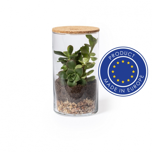 Szklane terrarium, nasiona kaktusa