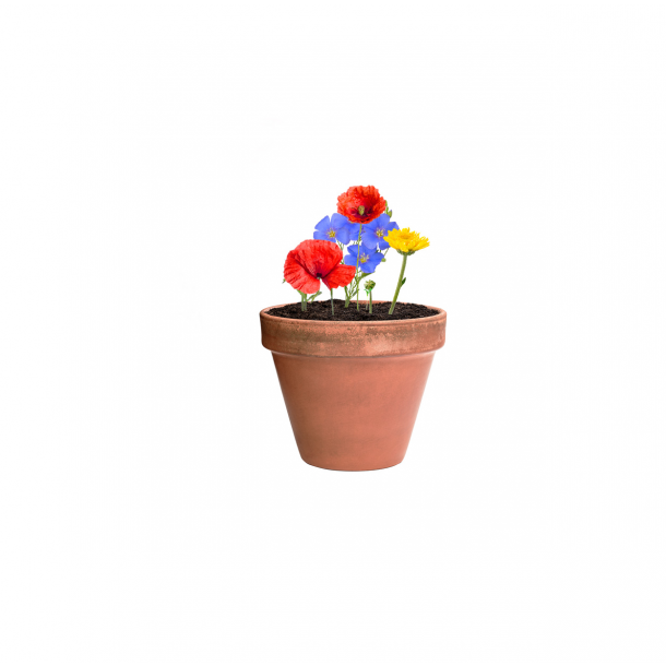 Biyok - kapsułka z nasionami kwiatów